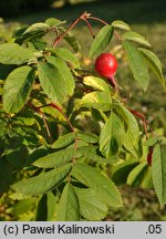 Rosa acicularis (róża igiełkowata)