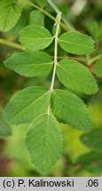 Rosa acicularis (róża igiełkowata)