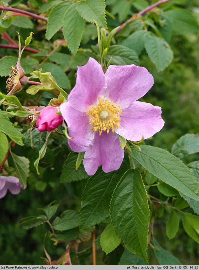 Rosa amblyotis (róża tępouszkowa)