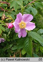 Rosa amblyotis (róża tępouszkowa)