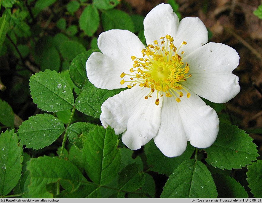 Rosa arvensis