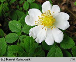 Rosa arvensis