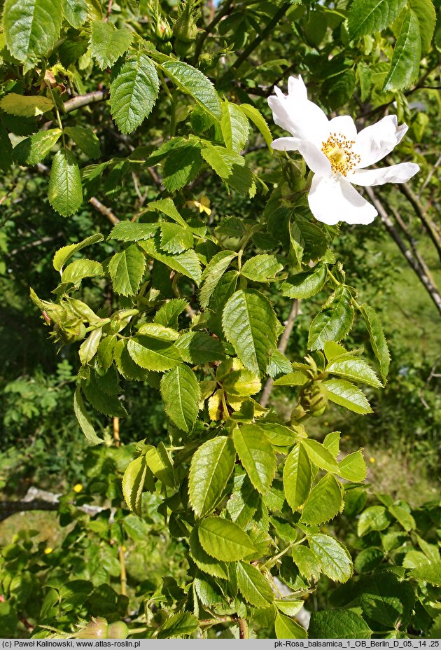 Rosa balsamica