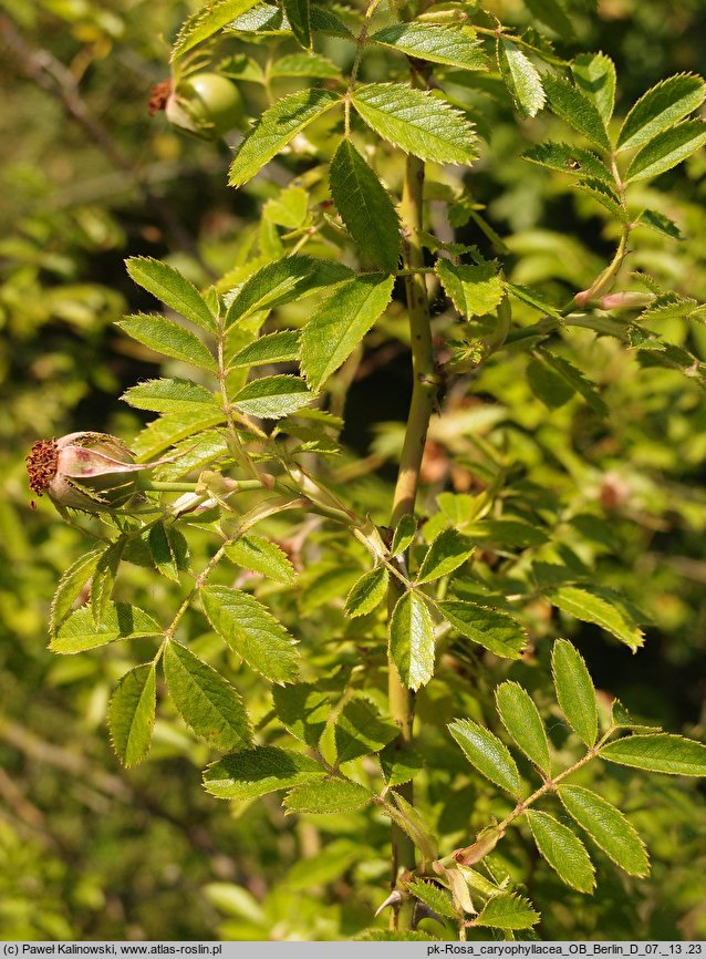 Rosa zalana (róża węgierska)