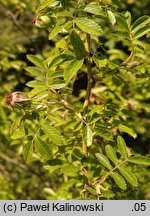 Rosa zalana (róża węgierska)