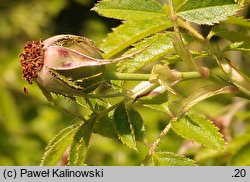 Rosa zalana (róża węgierska)