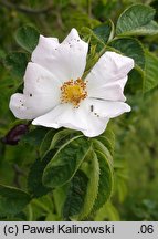 Rosa canina (róża dzika)