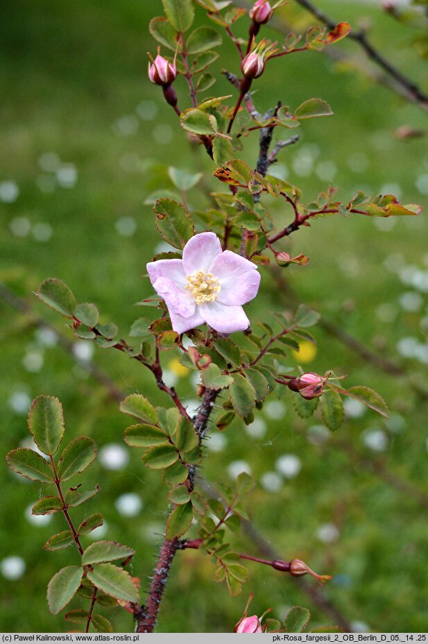 Rosa fargesii (róża Fargesa)