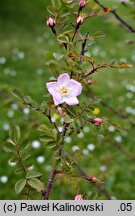 Rosa fargesii (róża Fargesa)