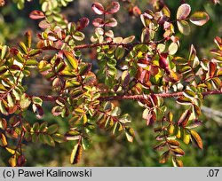 Rosa fargesii (róża Fargesa)