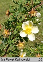 Rosa foetida (róża żółta)