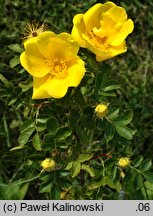 Rosa foetida (róża żółta)