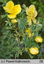 Rosa hemisphaerica (róża siarkowa)