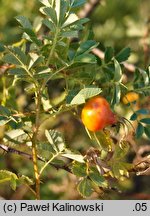 Rosa hemisphaerica (róża siarkowa)