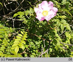 Rosa hirtula