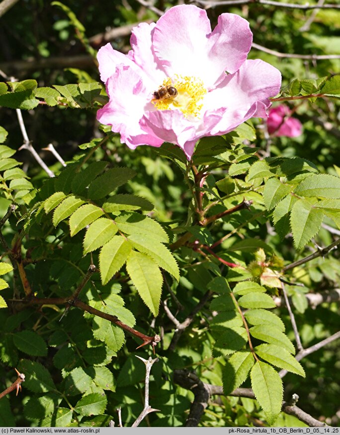 Rosa hirtula