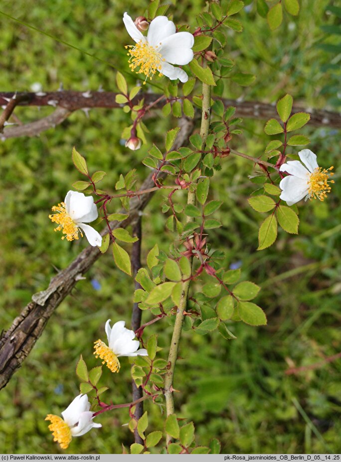 Rosa jasminoides