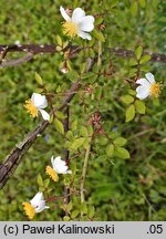 Rosa jasminoides