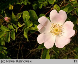 Rosa jundzillii (róża Jundziłła)