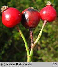 Rosa jundzillii (róża Jundziłła)