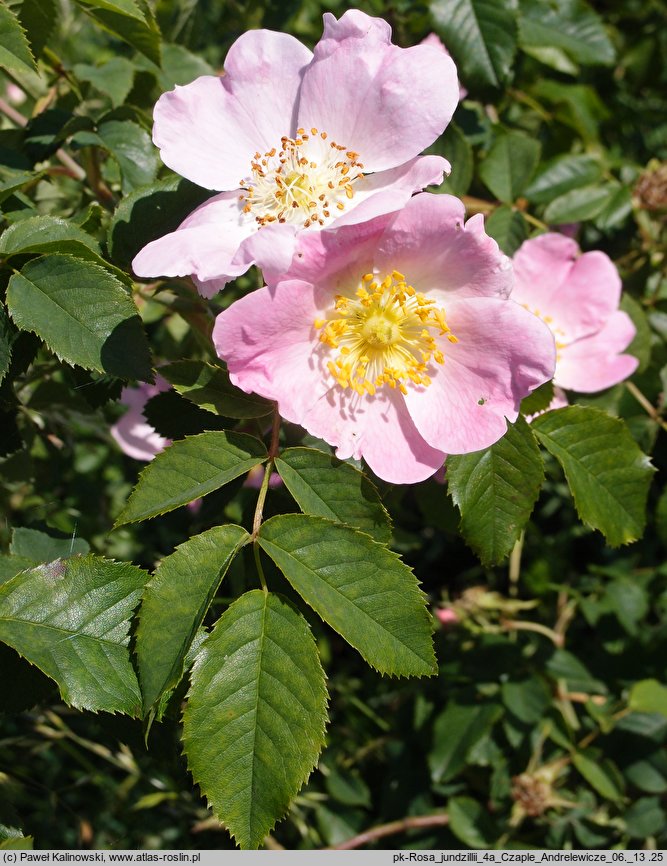 Rosa jundzillii (róża Jundziłła)