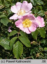 Rosa jundzillii (róża Jundziłła)