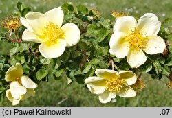 Rosa kokanica