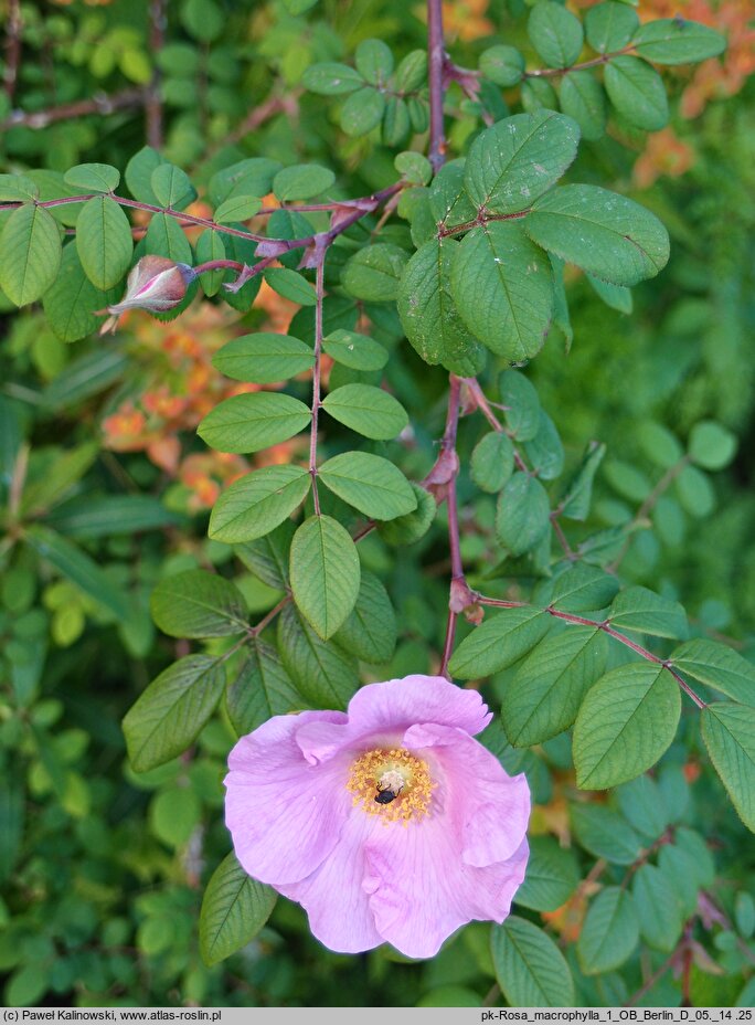 Rosa macrophylla (róża wielkolistna)