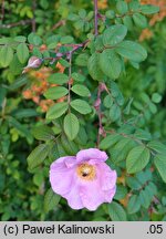 Rosa macrophylla (róża wielkolistna)