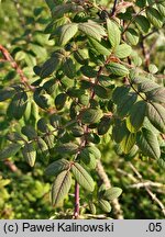 Rosa macrophylla (róża wielkolistna)