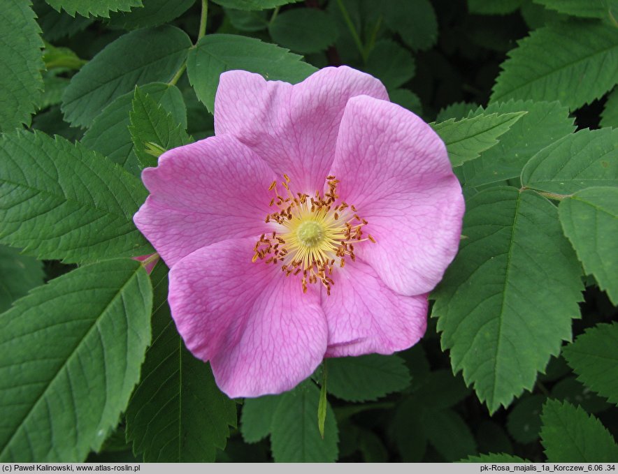 Rosa majalis (róża girlandowa)