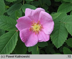 Rosa majalis (róża girlandowa)