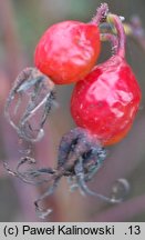 Rosa majalis (róża girlandowa)