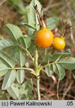 Rosa villosa (róża jabłkowata)