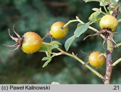 Rosa villosa (róża jabłkowata)