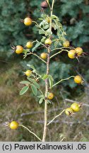 Rosa villosa (róża jabłkowata)