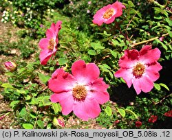 Rosa moyesii (róża Moyesa)