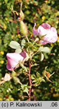 Rosa multibracteata