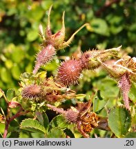 Rosa multibracteata