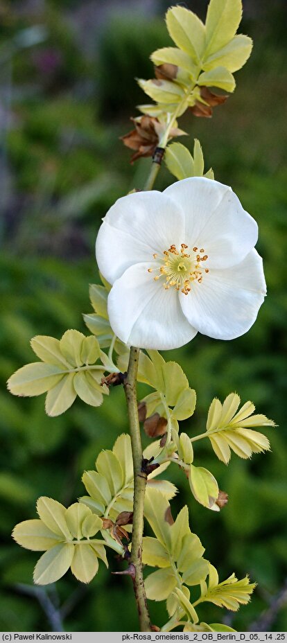 Rosa omeiensis (róża czteropłatkowa)