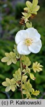 Rosa omeiensis (róża czteropłatkowa)