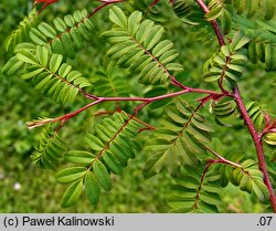 Rosa omeiensis (róża czteropłatkowa)