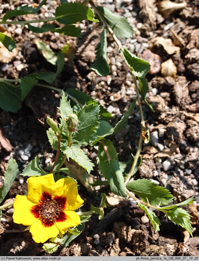 Rosa persica (róża perska)