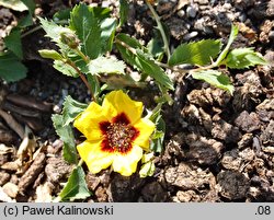 Rosa persica (róża perska)