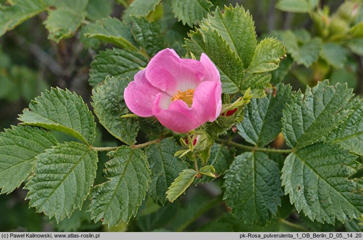 Rosa pulverulenta