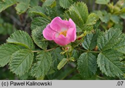 Rosa pulverulenta