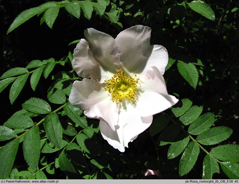 Rosa roxburghii (róża kasztanowa)