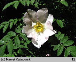 Rosa roxburghii (róża kasztanowa)