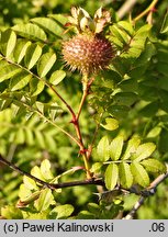 Rosa roxburghii (róża kasztanowa)