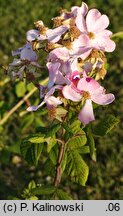 Rosa setigera (róża preriowa)